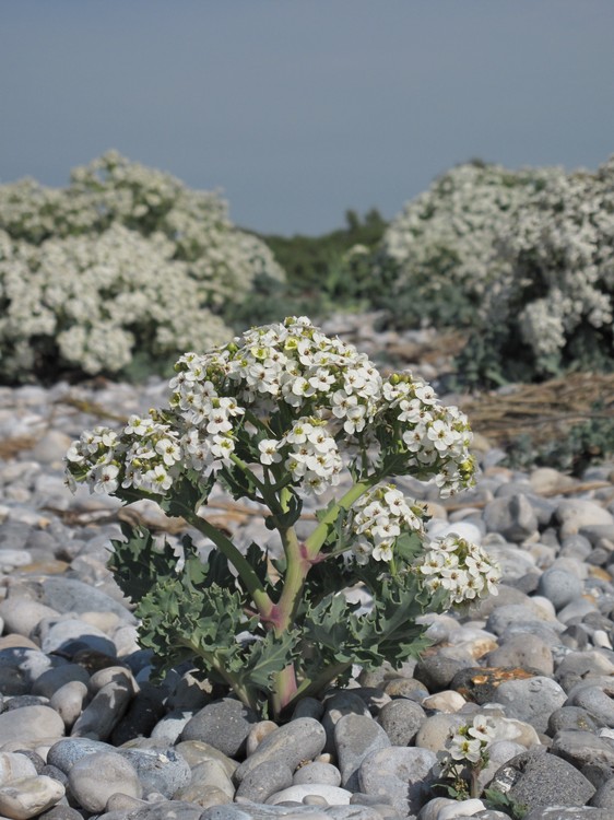 Crambe maritima